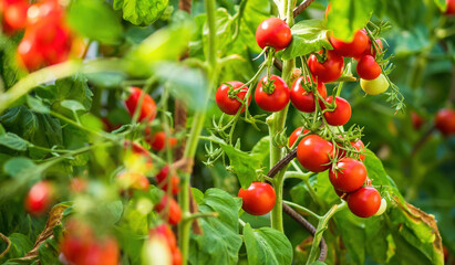 Fototapeta premium Ripe tomato plant growing in greenhouse. Fresh bunch of red natural tomatoes on a branch in organic vegetable garden. Blurry background and copy space for your advertising text message.