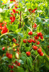 Ripe tomato plant growing in greenhouse. Fresh bunch of red natural tomatoes on a branch in organic vegetable garden. Blurry background and copy space for your advertising text message