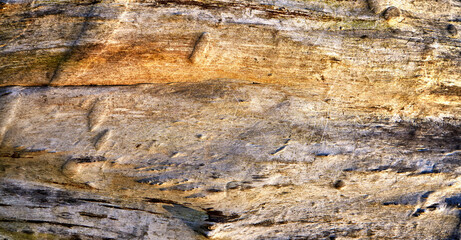 Wood texture close-up as background.