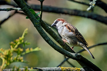 Haussperling ( Passer domesticus ) – auch Spatz oder Hausspatz.