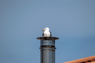 Vendée, France: a seagull is resting, resting on a fireplace in Saint Hillaire de Riez.