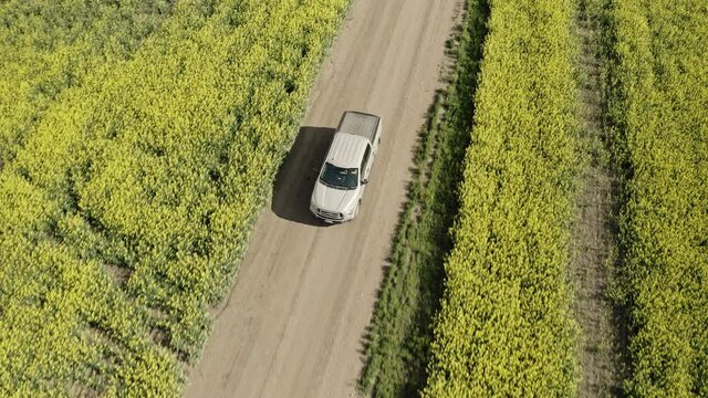 White Pick Up Truck Driving On The Unpaved Road Between The Yellow Canola Fields In Saskatchewan, Canada. - aerial drone