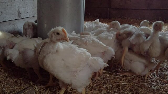 Broiler Chickens Feeding Inside A Poultry - close up