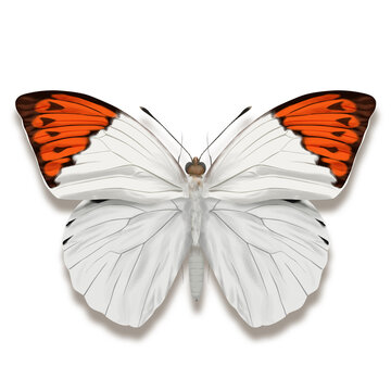 The crimson tip butterfly named Colotis danae from Africa on white background