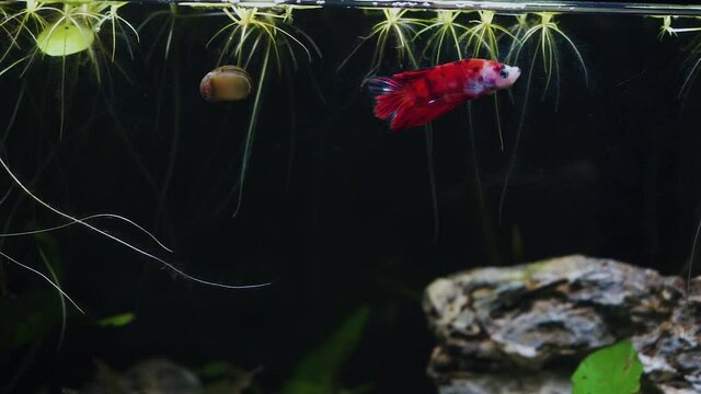 Red Beta Fish Swimming In Large Tank.