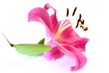 Pink lily on a white background. Big beautiful flower.