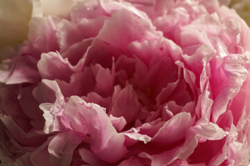 incredibly beautiful soft pink peony, summer day