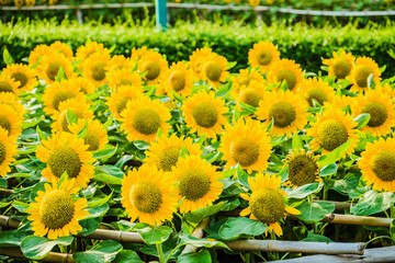 Field of blooming sunflowers natural background.