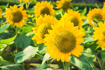 Sunflower natural background.