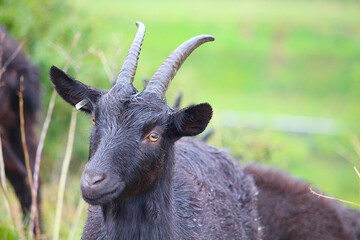 Close up of a goat's head with big beaks against lush green background, Kaiserstuhl hills, Germany