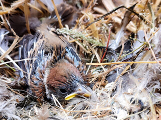 Little baby bird in nest.