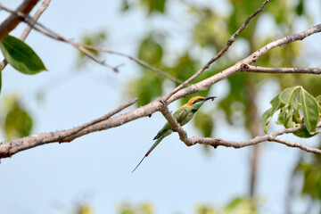 beautiful bird on a branch