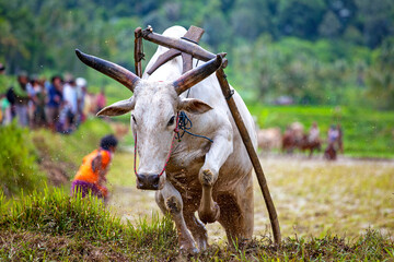 The Pacu Jawi or bull racing event in West Sumatra, Indonesia.