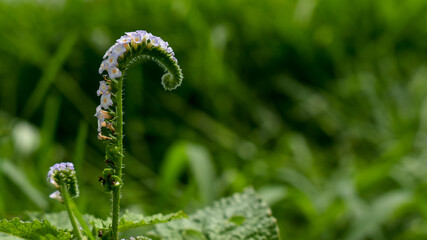 Beautiful Indian heliotrope (Heliotropium indicum) flower