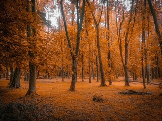 colors of autumn in the forest. golden autumn wood