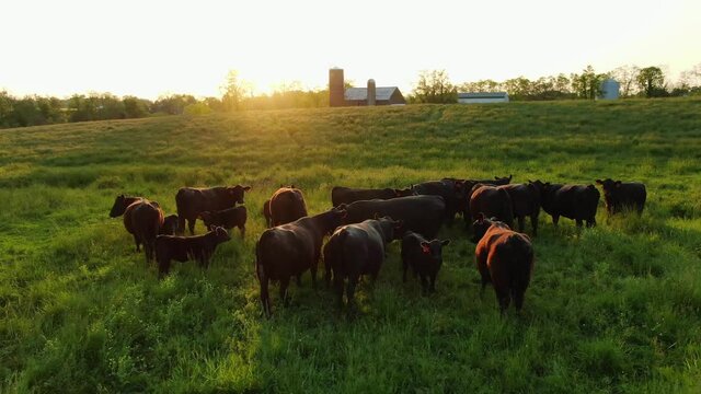 Angus beef cattle herd, cows, calves grazing in meadow during sunset, meat production