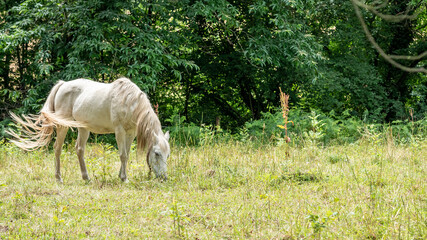 Obraz na płótnie Canvas white horse grazing in pasture.