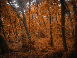 colorful autumn forest in orange tones in the morning