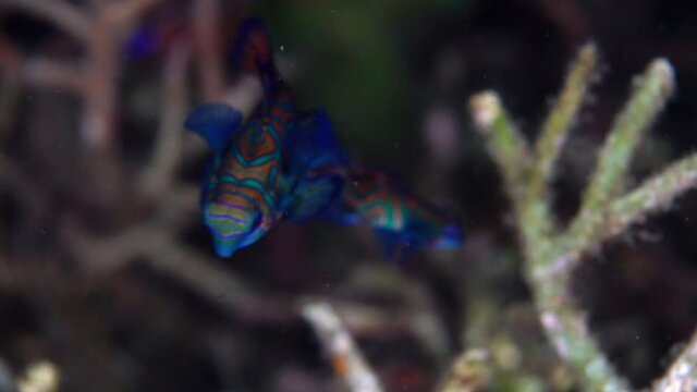 Mating Mandarin Fish baby Lembeh Indonesia 4k 25fps