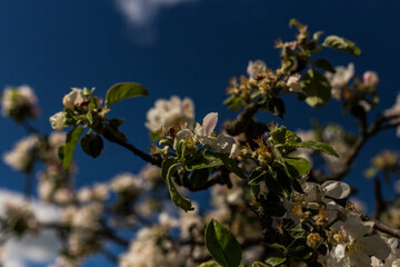 kwiat, jary, kwiat, drzew, charakter, kwiat, biała, roślin, jabłek, kwiat, jardin, zieleń, galąz, roz, kwitnienie, czereśnia, beuty, feuille, flora, kwiatowy, lato, piękne, makro, pora roku, wiosna, l © OndaTravel
