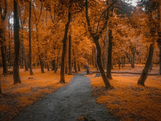 atmospheric autumn forest in orange tones with road