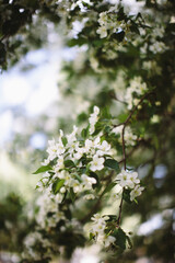 Natural background from plants, colored textures of nature
