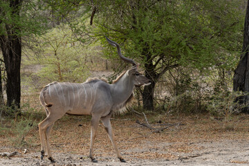 Kudu antelope in Selous Game Reserve, Tanzania © sorin