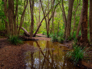 Fototapeta na wymiar Autumnal Woodland Scene with Creek and Reflections