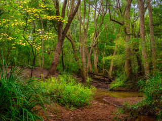 Autumnal Woodland Scene with Creek and Reflections