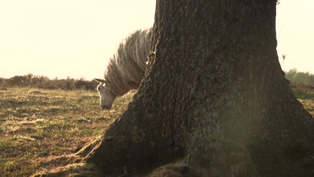 Sheep eating grass in sun - goldy