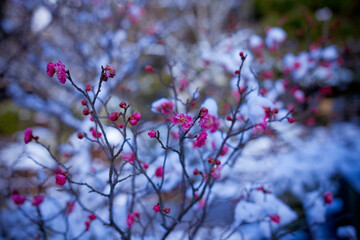 雪、梅花