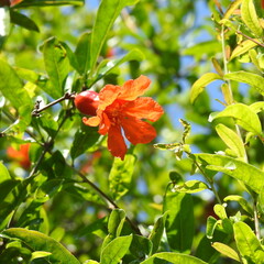 red and yellow flowers