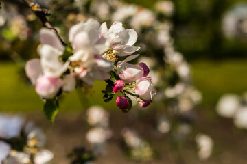 kwiat, jary, kwiat, drzew, charakter, kwiat, biała, roślin, jabłek, kwiat, jardin, zieleń, galąz, roz, kwitnienie, czereśnia, beuty, feuille, flora, kwiatowy, lato, piękne, makro, pora roku, wiosna, l © OndaTravel