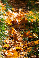 Słoneczny jesienny dzień i listki dębu leżą na trawie - obrazy, fototapety, plakaty