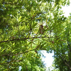 green tree with yellow leaves