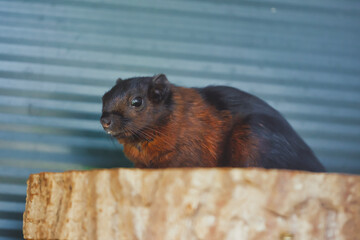 Black and brown Ground Squirrel -Spermophilus citellus