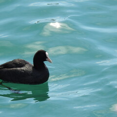 seagull on the water