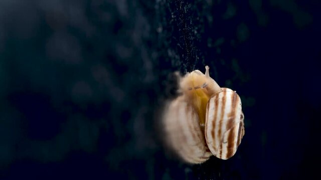 Snail Crawling Top Macro Video