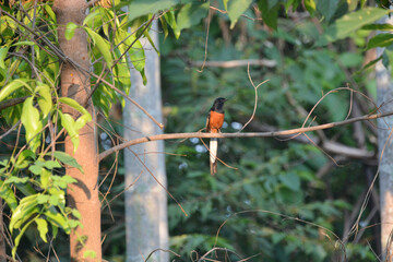 beautiful bird on a branch