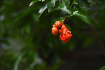 Pomegranates bloom bright red flowers in early summer, and sweet and sour, vitamin C-rich fruits ripen in autumn.