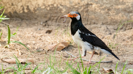 Asian Pied Myna with earthworm in its beak