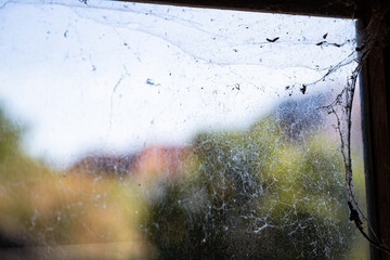 Cobwebs on a window