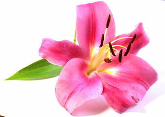 Fototapeta na wymiar Pink lily on a white background. Big beautiful flower.