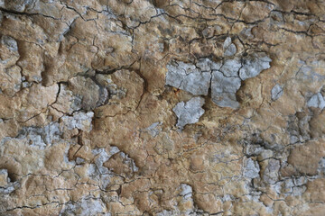 close up Old dry tree brown bark background and texture.