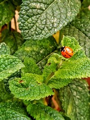 Ladybug on a leaf