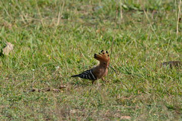 Woodpecker on a field 
