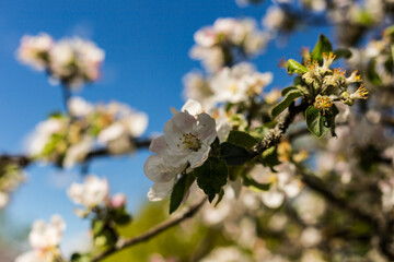 kwiat, jary, kwiat, drzew, charakter, kwiat, biała, roślin, jabłek, kwiat, jardin, zieleń, galąz, roz, kwitnienie, czereśnia, beuty, feuille, flora, kwiatowy, lato, piękne, makro, pora roku, wiosna, l © OndaTravel