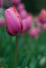 Single pink tulip flower bulb over green background
