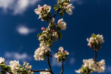 kwiat, jary, kwiat, drzew, charakter, kwiat, biała, roślin, jabłek, kwiat, jardin, zieleń, galąz, roz, kwitnienie, czereśnia, beuty, feuille, flora, kwiatowy, lato, piękne, makro, pora roku, wiosna, l © OndaTravel