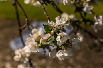 kwiat, jary, kwiat, drzew, charakter, kwiat, biała, roślin, jabłek, kwiat, jardin, zieleń, galąz, roz, kwitnienie, czereśnia, beuty, feuille, flora, kwiatowy, lato, piękne, makro, pora roku, wiosna, l © OndaTravel